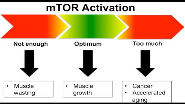 mTOR Bodybuilding