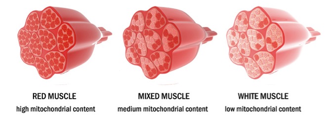 Muscle Fiber Type Training