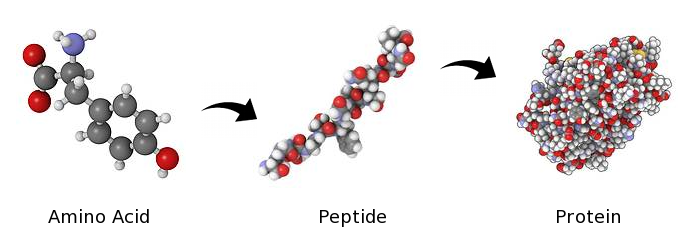 Peptides Bodybuilding